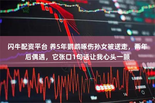 闪牛配资平台 养5年鹦鹉啄伤孙女被送走,两年后偶遇,它张口1句话让我心头一颤